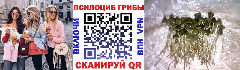 Псилоцибиновые грибы Psilocybe Волосово